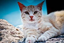 免费ddos压力测试平台